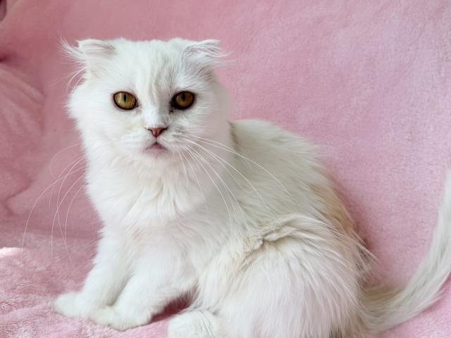 スコティッシュフォールド