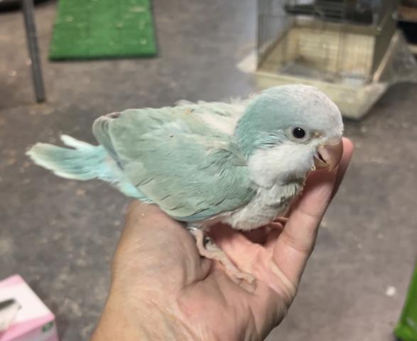 オキナインコ ブルーパリッド