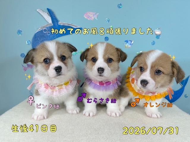ウェルシュコーギーペンブローク