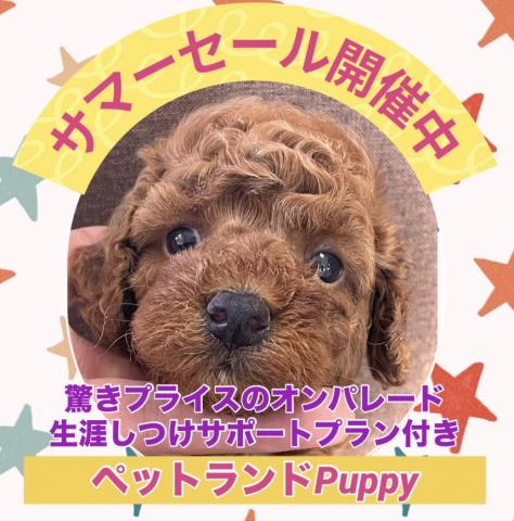 💕ペットランドPuppy💕ブリーダー直販店💕