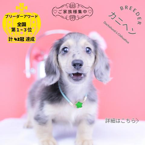 カニヘンダックスフンド　ロング