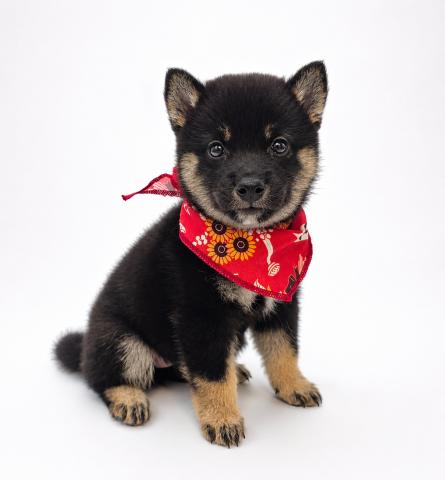 柴犬