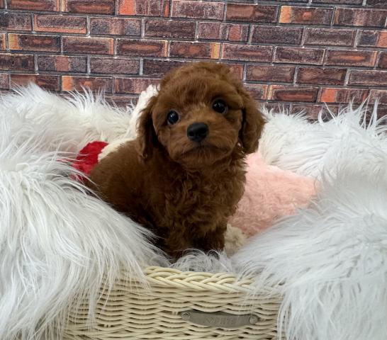 トイプードル成犬時2.0〜2.4kg予想