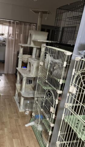 koujucattery
