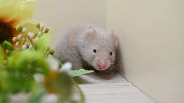 ダヴ