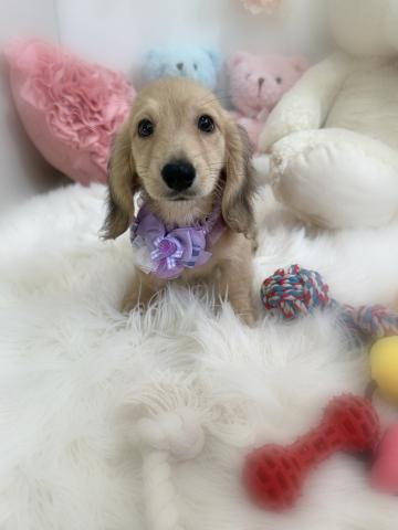 ミニチュアダックスフンド