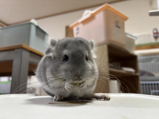 チンチラ　バイオレット
