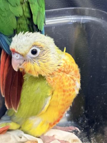 ウロコインコ 38