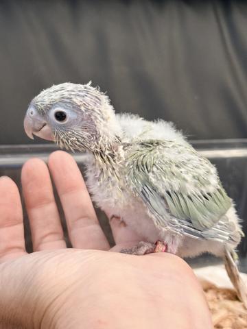 ウロコインコ 42