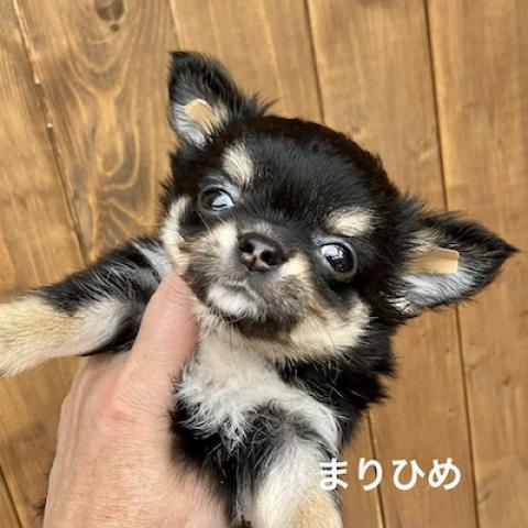 チワワ(ロングコート)