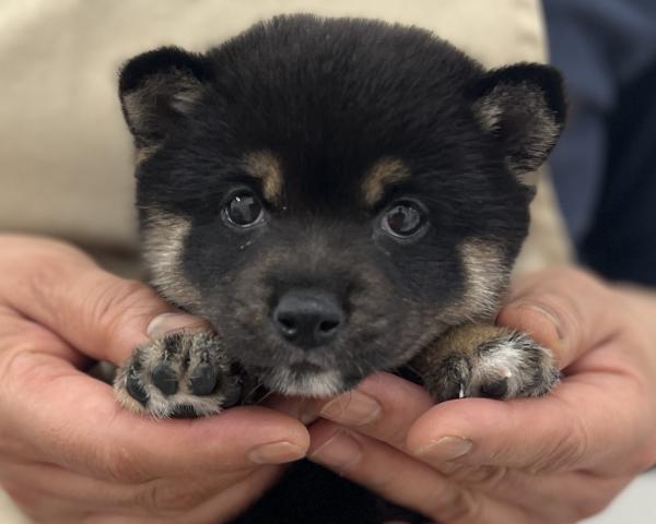豆柴犬