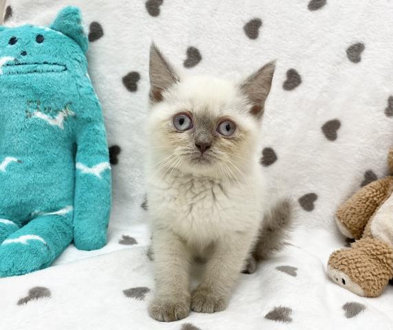 ブリティッシュショートヘア