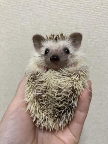 ハリネズミ