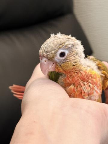 ウロコインコ 39