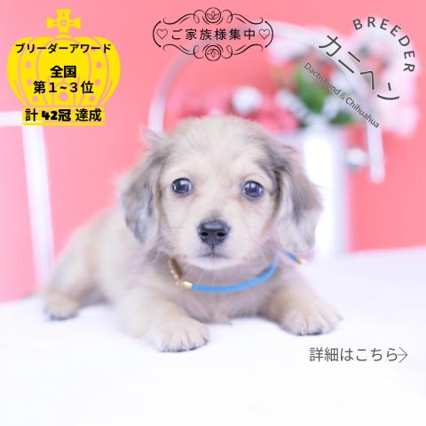 カニヘンダックスフンド ロング
