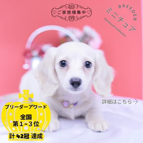 ミニチュアダックスフンド ロング
