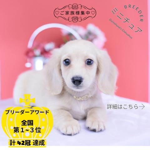 ミニチュアダックスフンド ロング
