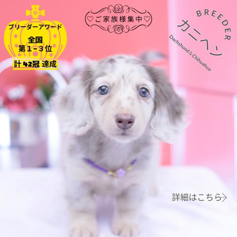 カニヘンダックスフンド ロング