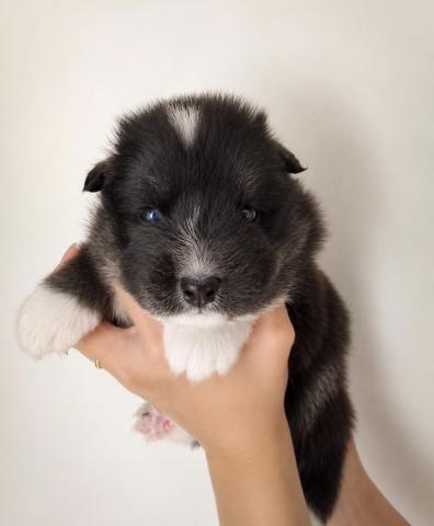 MIX