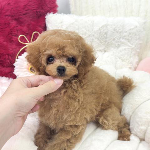 トイプードル（ティーカップ）