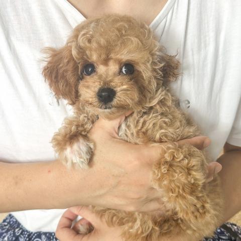 トイプードル(タイニー)