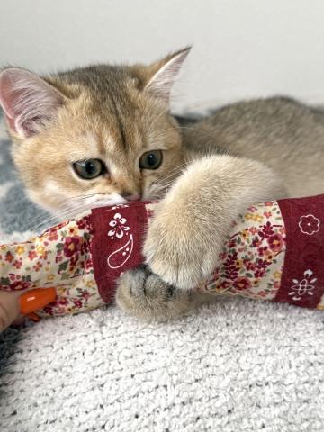 ブリティッシュショートヘア