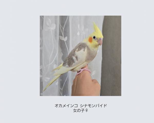 オカメインコ