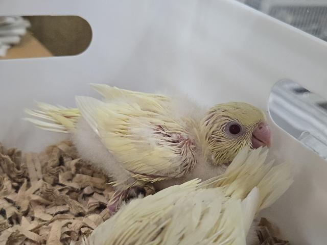 サザナミインコクリームイノ