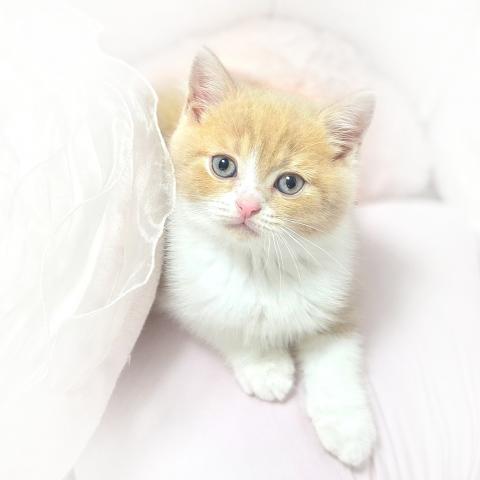 ブリティッシュショートヘア