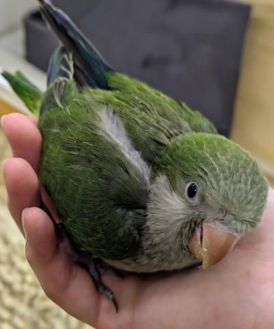 オキナインコ