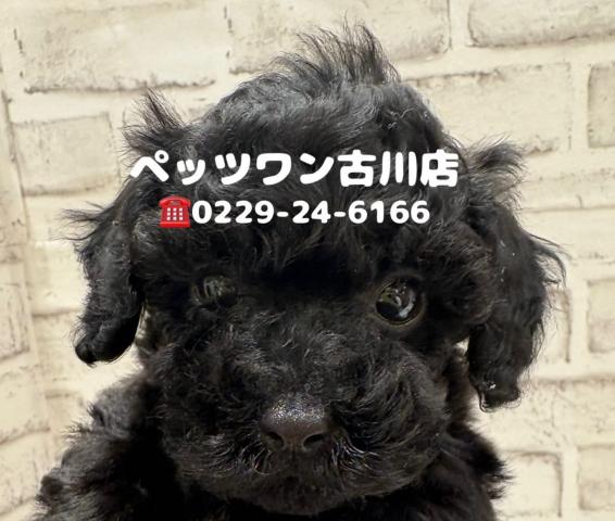 トイプードル