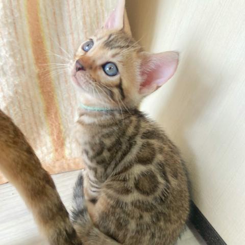 ベンガル