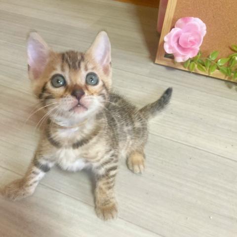 ベンガル