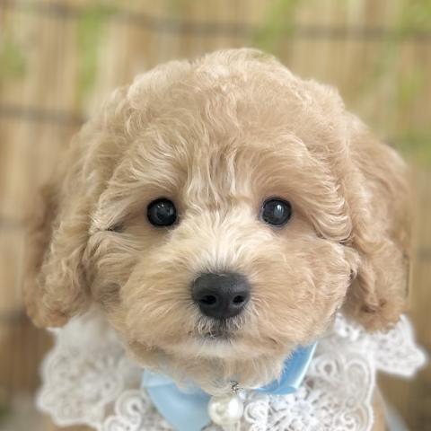 MIXビションプー