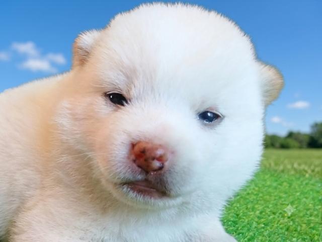 豆柴