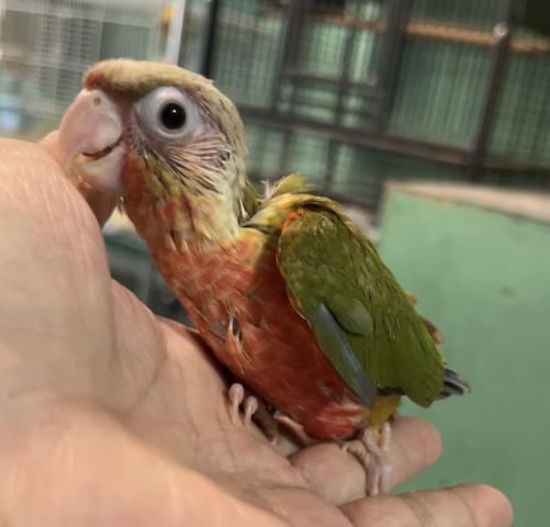 ウロコインコ パイナップル