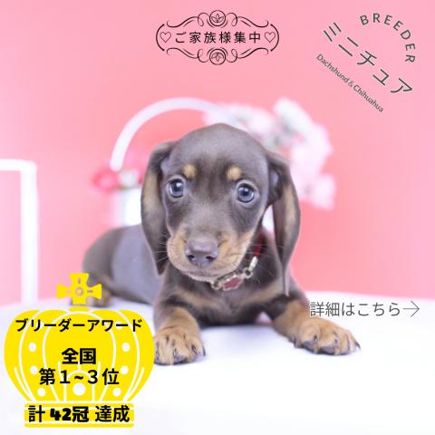 ミニチュアダックスフンド スムース