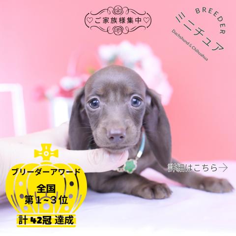 ミニチュアダックスフンド スムース