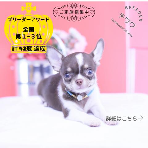チワワ　スムース