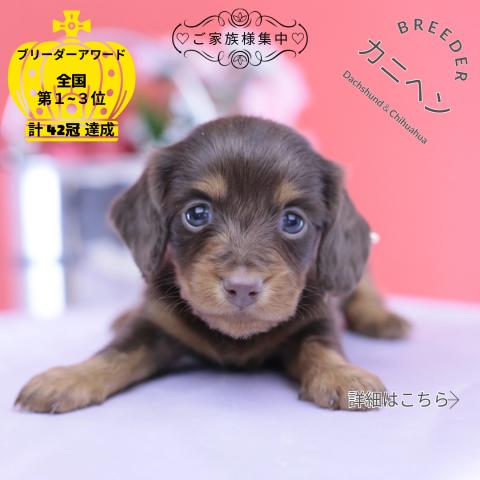 カニヘンダックスフンド ロング