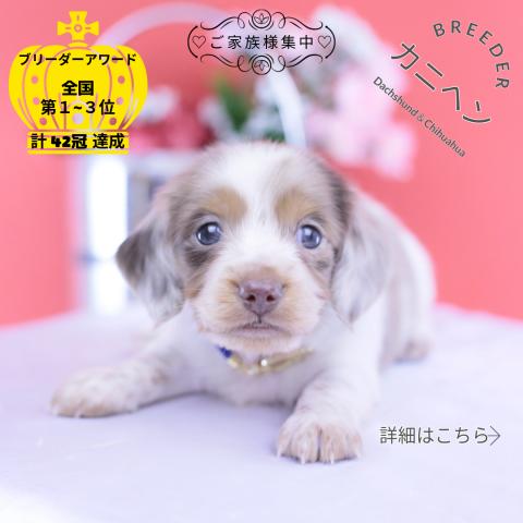 カニヘンダックスフンド ロング