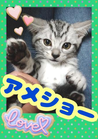 アメリカンショートヘアー