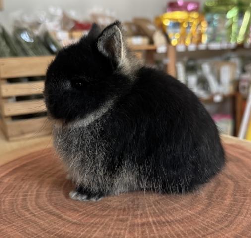 ネザーランドドワーフ