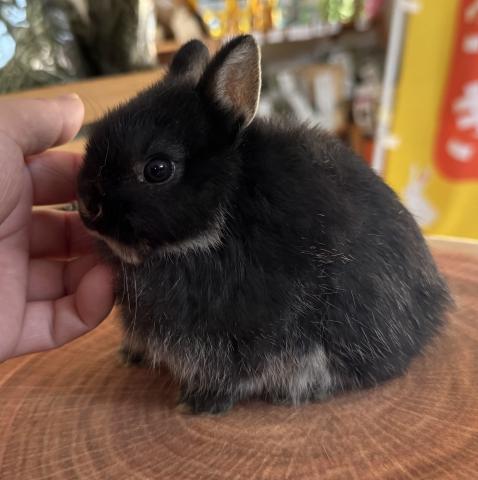 ネザーランドドワーフ