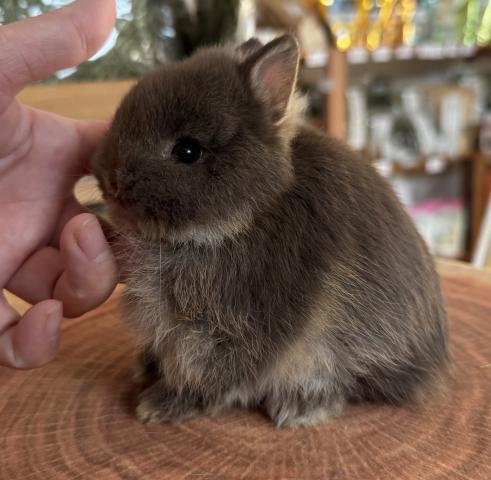 ネザーランドドワーフ