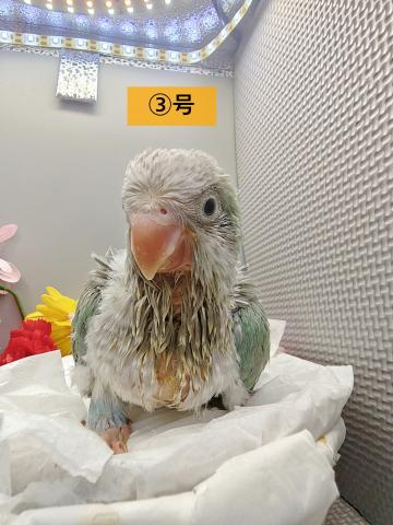 オキナインコ