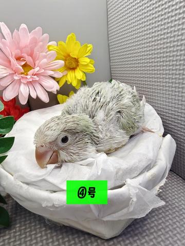 オキナインコ