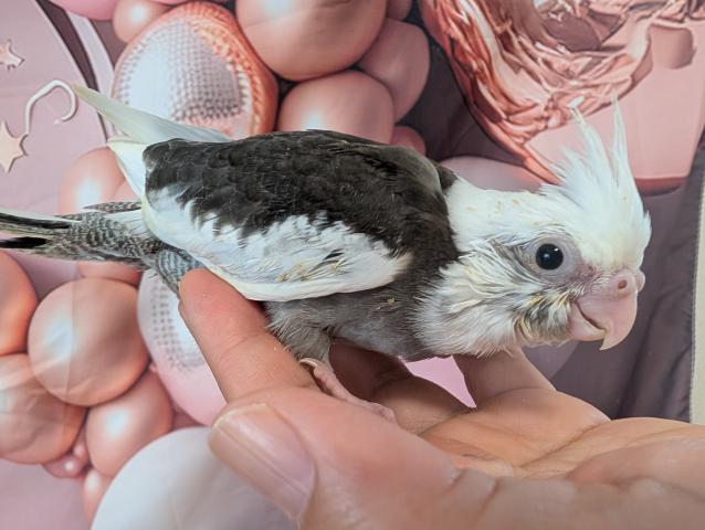 オカメインコ WFパイド