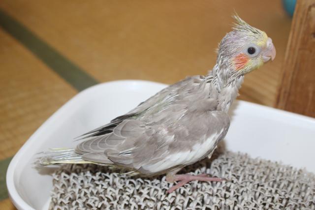 オカメシナモン挿し餌中