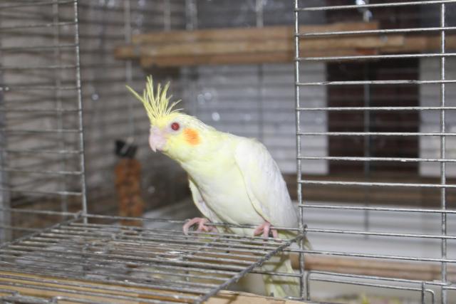 オカメルチノー挿し餌中